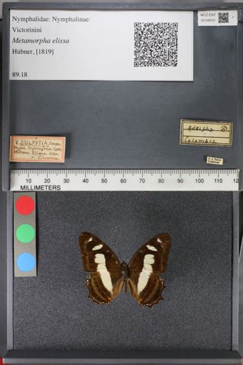 Media type: image;   Entomology 109701